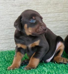 Buy Vaccinated  Doberman Puppy from Ahmedabad